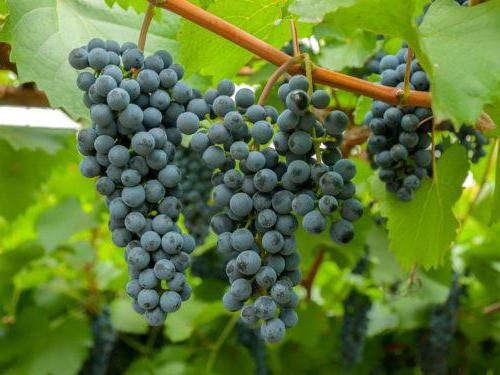 Пять правил выращивания хорошего винограда