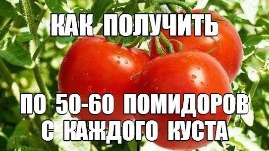 Как получить по 50-60 помидоров с каждого куста