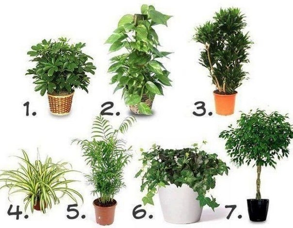Комнатные растения, очищающие воздух.