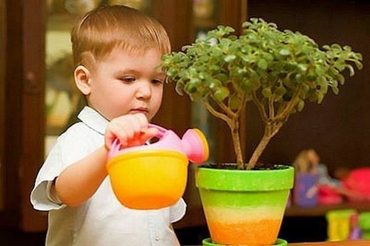 Комнатные растения для детской.