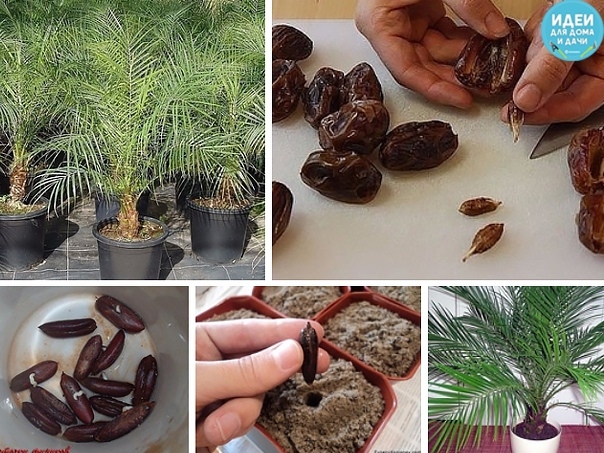 Как вырастить~финиковую пальму из семечки?
