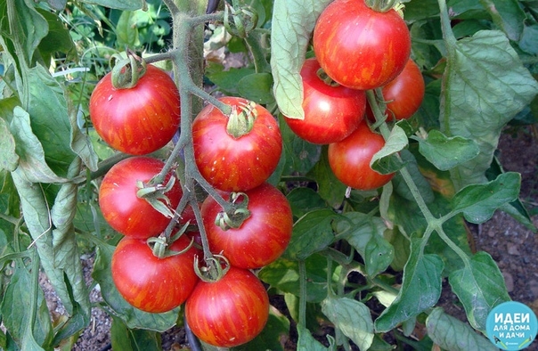 Ошибки, снижающие урожай томатов