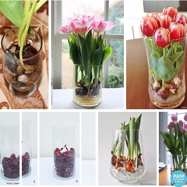 Выращивание тюльпанов в прозрачной вазе