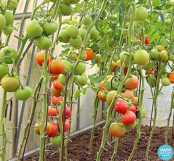 Правильное формирование томатов в теплице