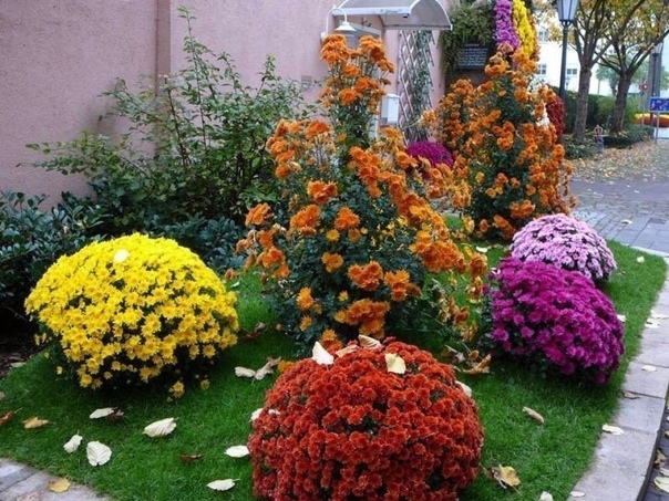 Присматриваем цветы на следующий год. Шаровидная хризантема - отличный выбор!