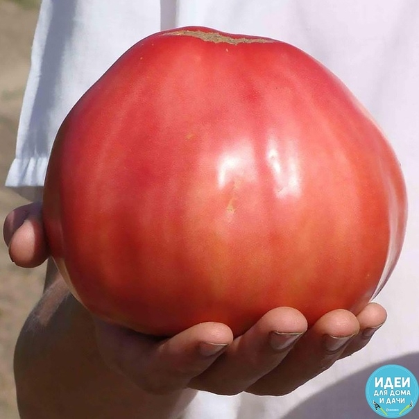 Какие самые урожайные сорта помидор лучше сажать в теплице?