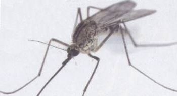 Как спастись от комаров без химии