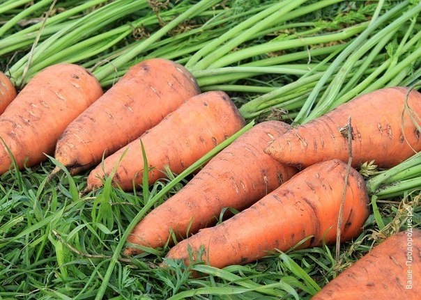 Поздний посев моркови. Летний эксперимент