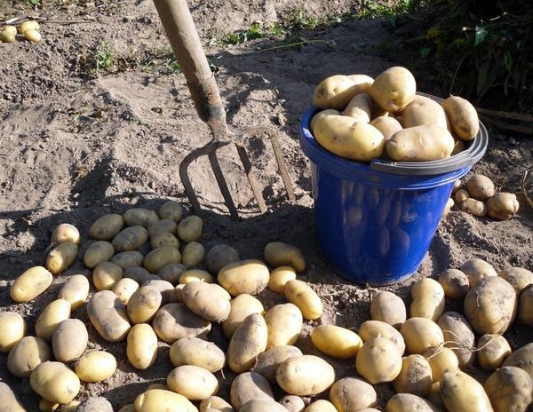 Что влияет на созревание картофеля и когда лучше копать картошку