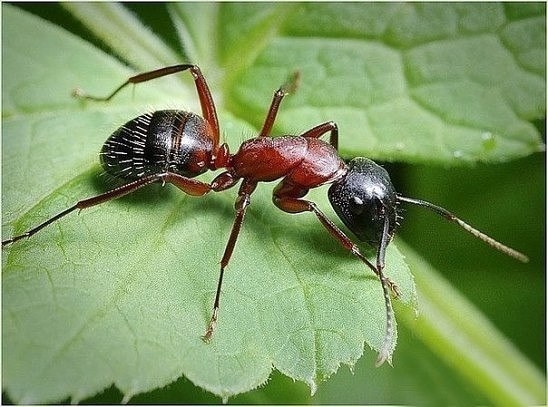 Какие цветы и травы могут отпугнуть муравьев и тлю?