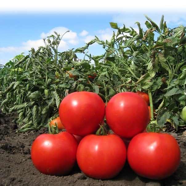Как вырастить вкусные помидоры!