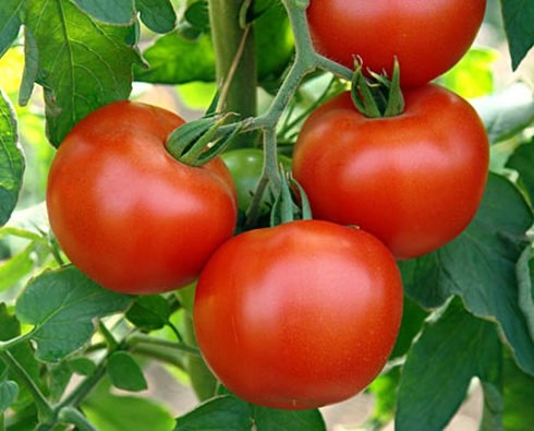 Простые правила посадки томатов в теплице