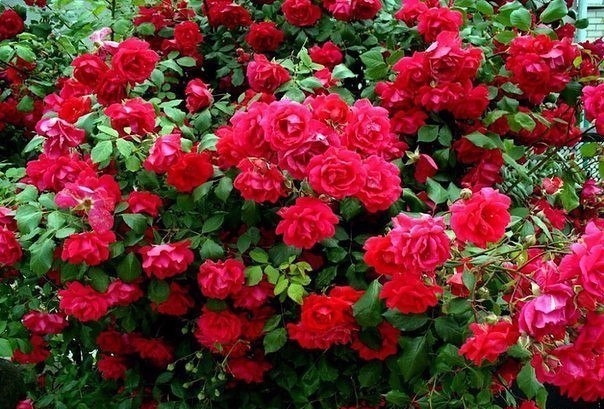 Удобрения для чудесных роз от бывалого садовода.