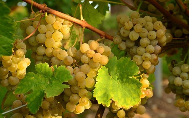 Как ускорить созревание винограда?