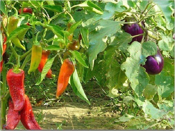 Перцы и баклажаны в одной теплице: как получить хороший урожай при совместном выращивании