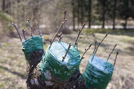 Что садоводу нужно знать о прививке