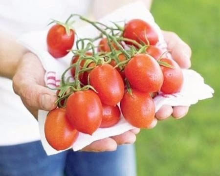 Несколько «нельзя» при выращивании томатов, удобрения для томатов