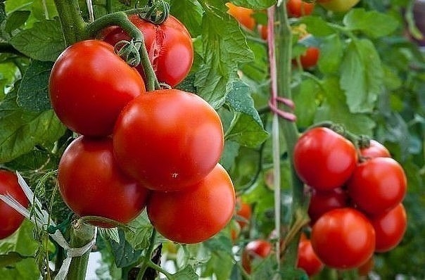 Как правильно пасынковать и прищипывать помидоры.
