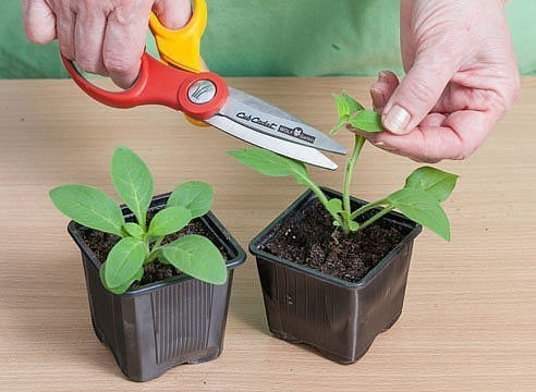 Очень простой способ вырастить петунию из семян