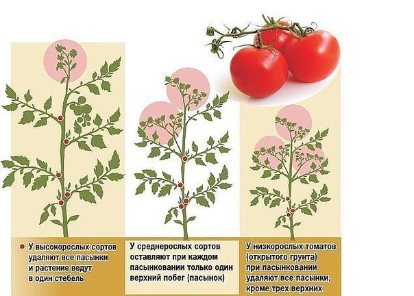 Пасынкование и прищипывание томатов - важная часть ухода за растениями, влияющая на урожайность. От того, какое внимание вы уделите формированию кустов помидоров, будет зависеть, насколько обильным будет урожай. В этой статье мы подробно рассмотрим, как п