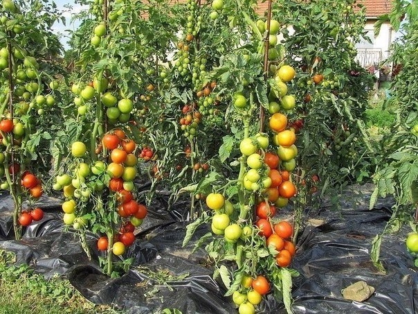 Бражка для урожая помидоров