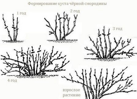 О смородине.