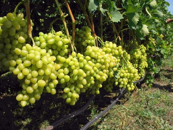 3 способа ускорить плодоношение винограда