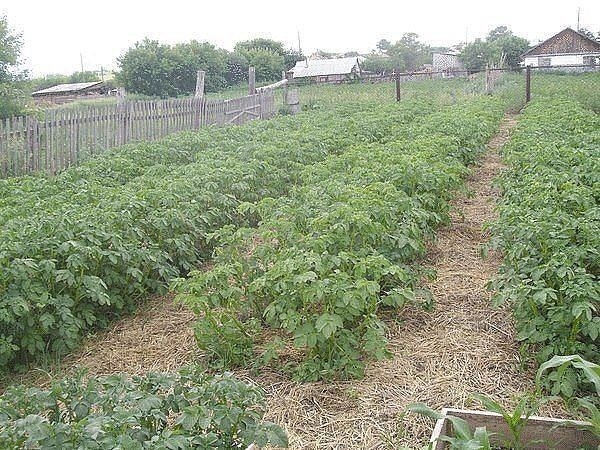 Выращивание картофеля.