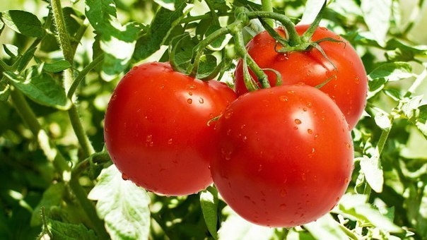 Как увеличить урожай томатов в теплице. Первый прием - поддержание оптимальных режимов влажности и температуры в теплицах: днем 20-25°С, ночью 16-18°С. При температуре свыше 35°С пыльца у томата становится стерильной, опыление цветков и плодообразование н
