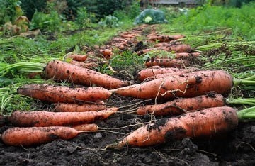 Морковные эксперименты.