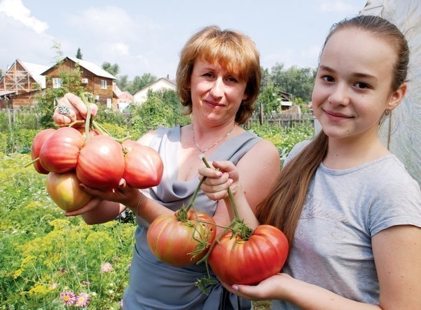 ПОДКОРМКА ДЛЯ ТОМАТОВ