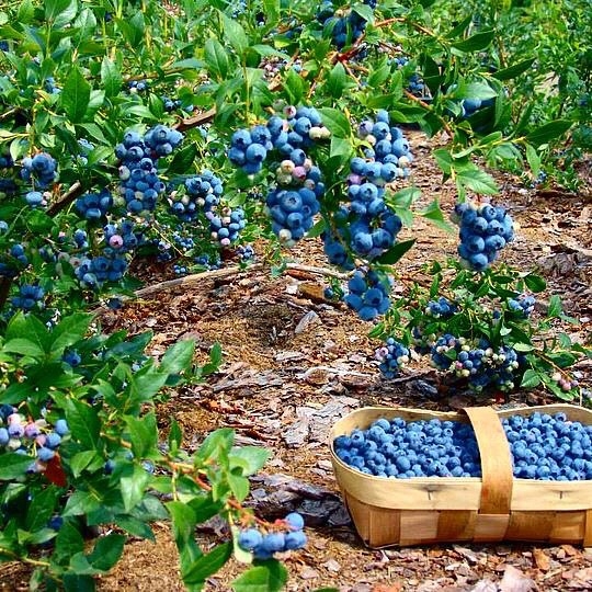Голубика садовая – пожалуй, сейчас самый популярный ягодный кустарник в современных садах.