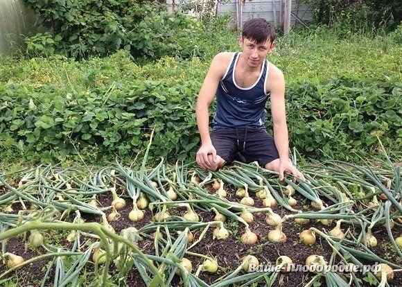 От семечка до луковицы весом в полкило - за сезон