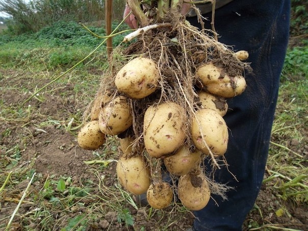 Секретные технологии выращивания картошки.