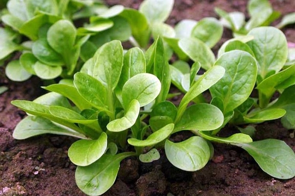 Валерианелла - полевой салат