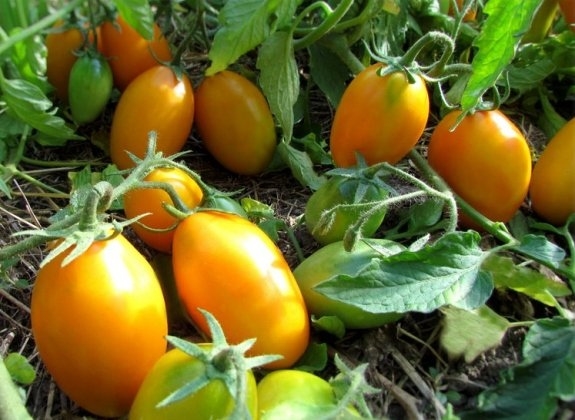 Достоинством томата сорта Золотой поток признана устойчивость к перепадам температур, иммунитет ко многим инфекциям томатов.