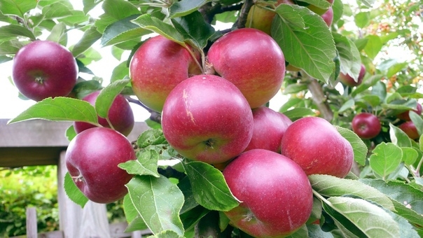 Если ваше деревце не может ежегодно одарять яблоками – значит, ему плохо, значит, ему чего-то не хватает.