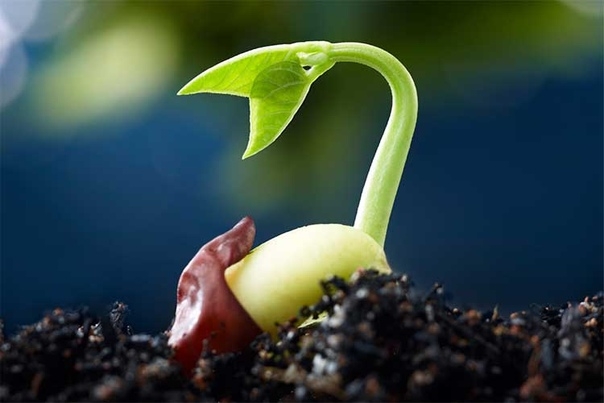 Проращивание семян: сроки и способы