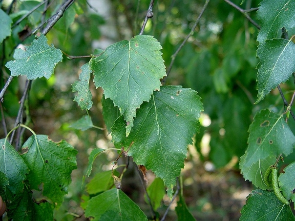 Березовые листья от ревматизма.