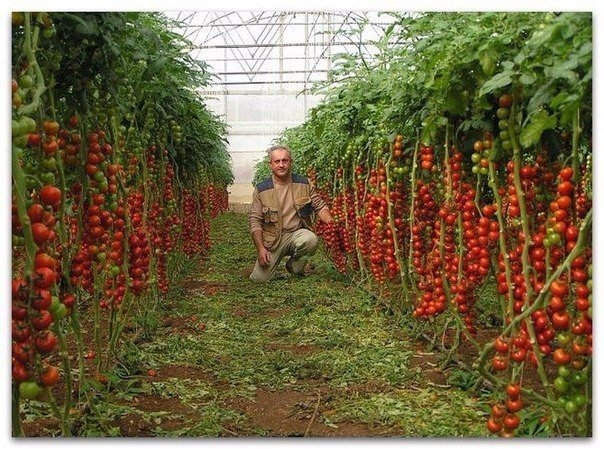 Семь правил большого урожая помидор