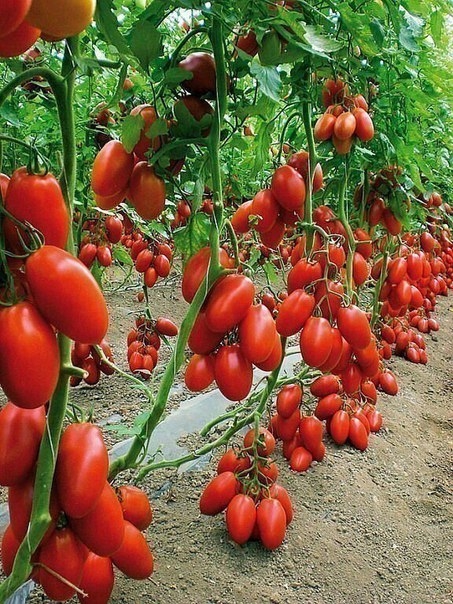 Удобрение своими руками для шикарного урожая томатов