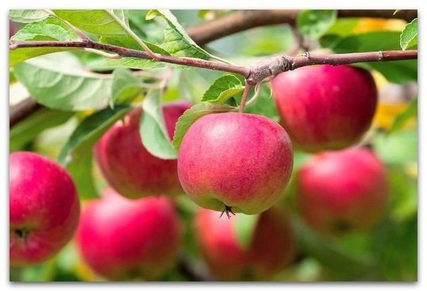 11 секретов хорошего урожая яблок.