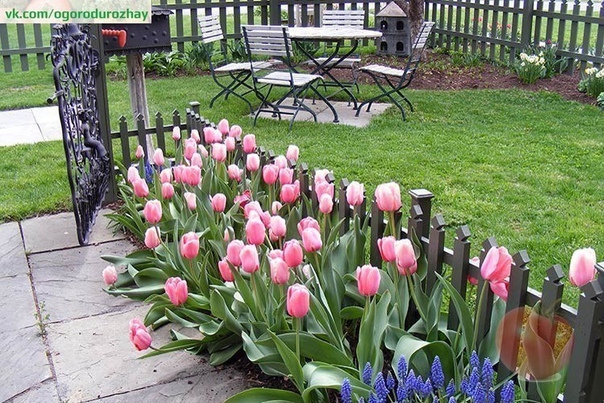 Букет тюльпанов можно вырастить зимой без всякой оранжереи и к нужному вам сроку.