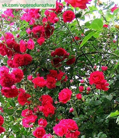 Вьющиеся растения для сада | Плетистая роза — уход, размножение!