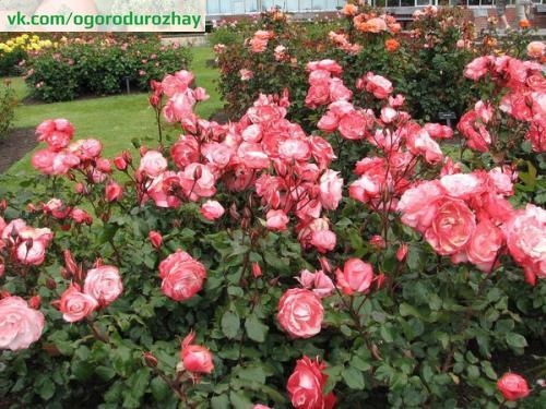 8 секретов выращивания роз.