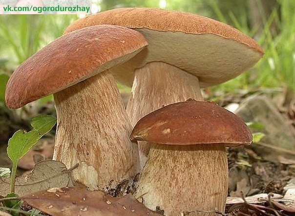 Как вырастить грибы на дачном участке? Причем не вёшенки или шампиньоны, а ценные лесные грибы – белые, маслята, подосиновики, подберезовики, лисички и грузди, которые, к сожалению, не растут на чурбаках и грядках с опилками. Они развиваются лишь в содруж