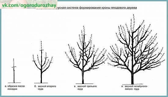 Правила обрезки сливовых деревьев