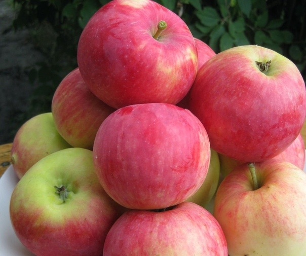 Пепин шафранный: как добиться отличного яблочного урожая