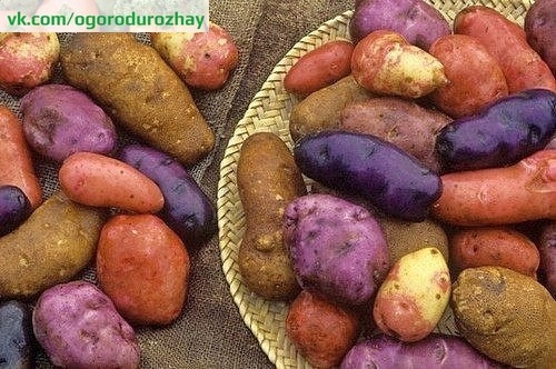 У каждого сорта картофеля свои особенности и уход, от которых естественно и зависит урожай.