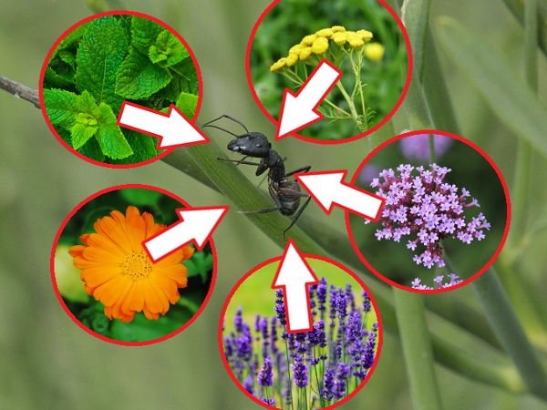 Как избавиться от муравьев: растения от муравьев